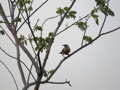 Campylorhynchus chiapensis