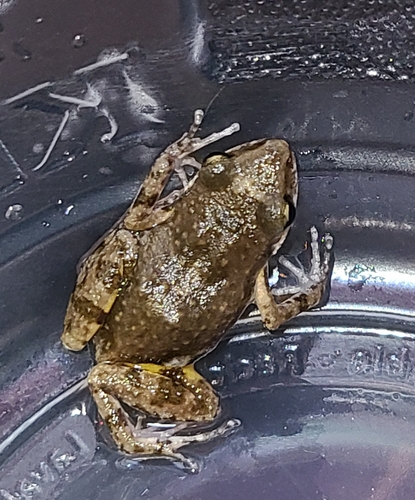 Colima Shiny Peeping Frog, Eleutherodactylus orarius