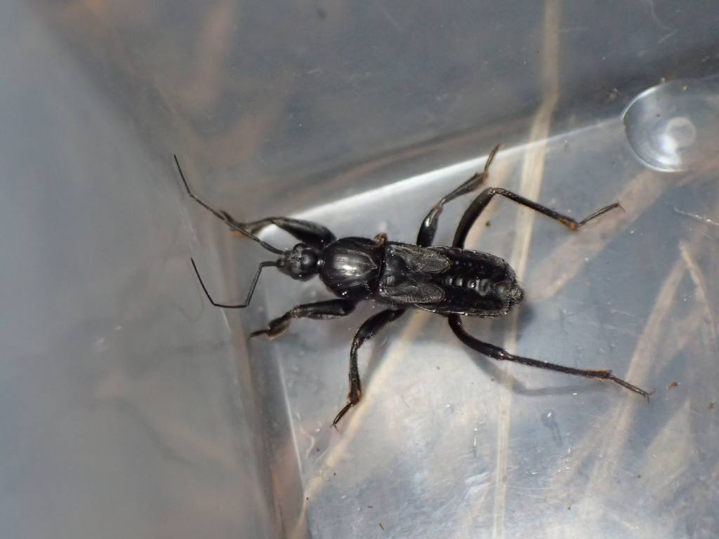 【極美展足】オウサマヘリカメムシ 36mm サシガメ甲虫昆虫標本 極美展足】オウサマヘリカメムシ 36mm サシガメ甲虫昆虫標本