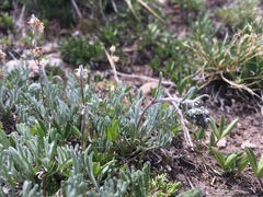 Artemisia scopulorum