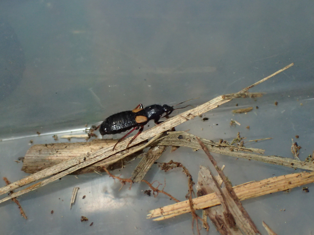 キバネアシブトマキバサシガメ