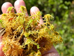 Sphagnum angustifolium