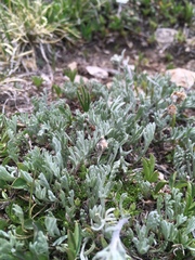 Artemisia scopulorum