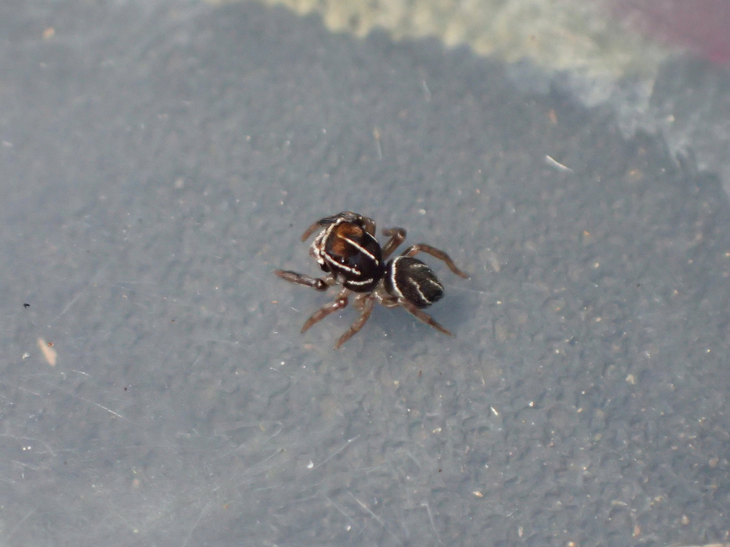 シロスジカノコハエトリ