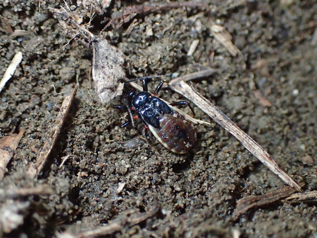 ビロウドサシガメの幼虫