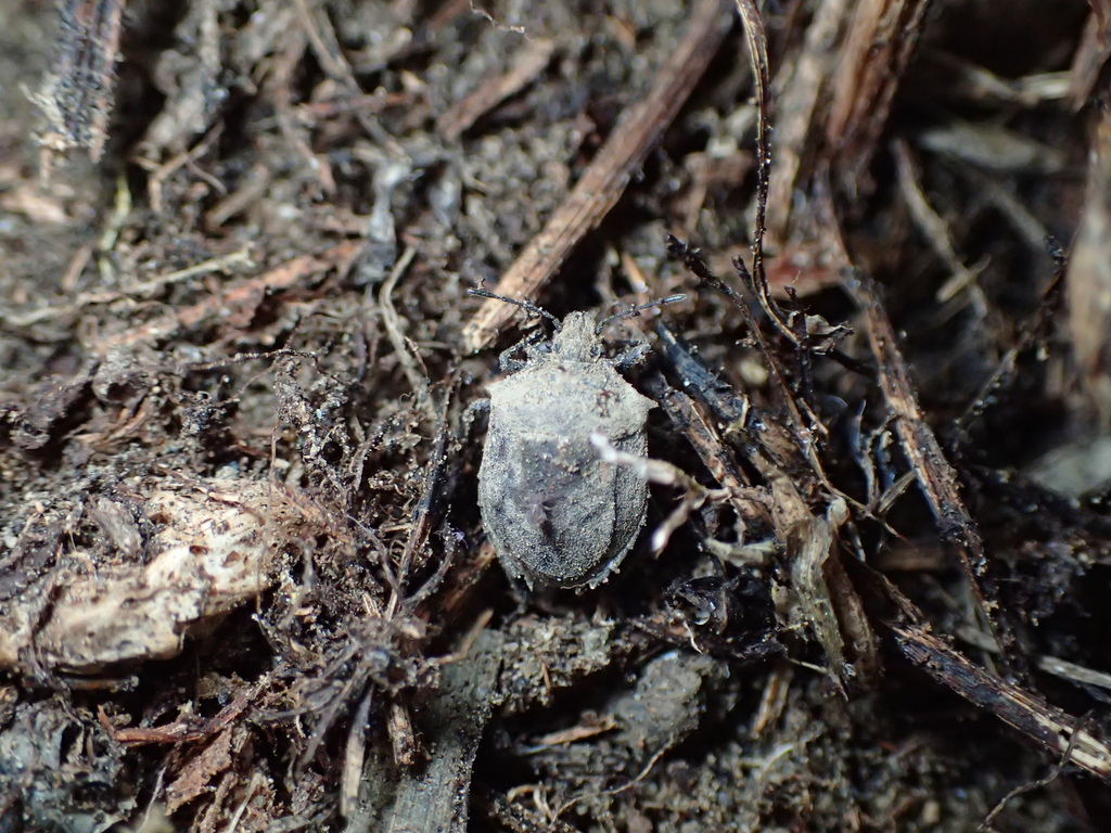 オオクロカメムシ