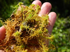 Sphagnum angustifolium