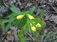 Aureolaria virginica