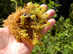 Sphagnum angustifolium