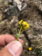 Ranunculus macauleyi