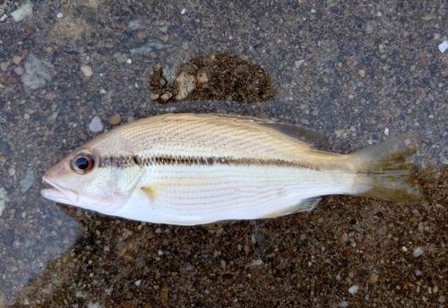 Broadband seaperch (Lutjanus vitta) — Lutjanidae — 3