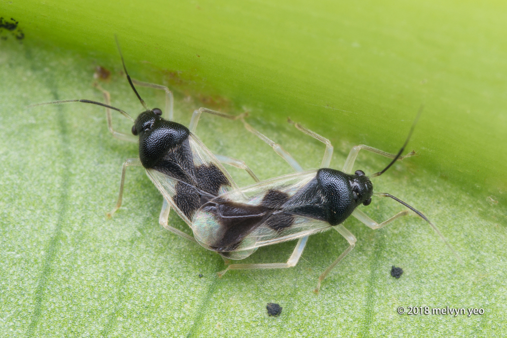 Ernestinus singaporensis