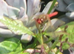 Sympetrum illotum