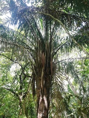 Attalea rostrata