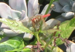 Sympetrum illotum