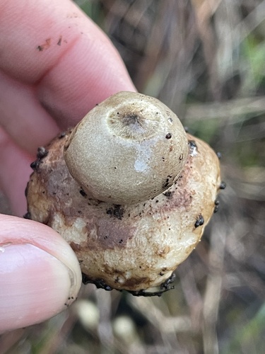 Geastrum (Photo 3 of 3)