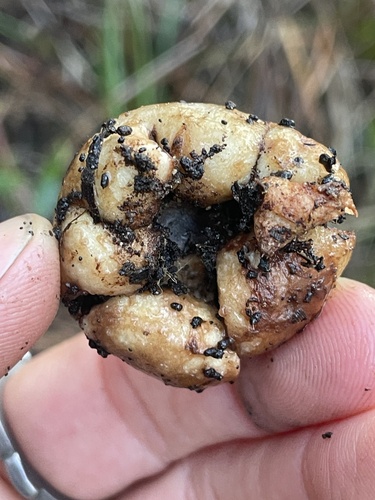 Geastrum (Photo 2 of 3)