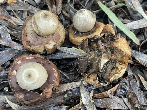 Geastrum