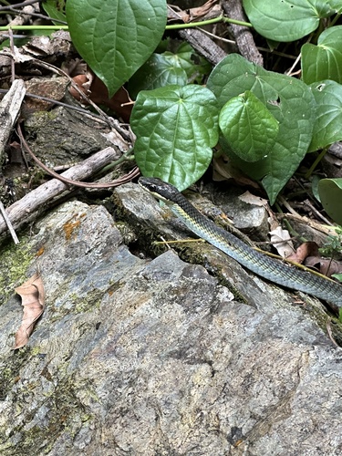 Northern Tree Snake sighting