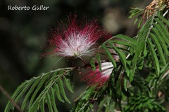 Calliandra parvifolia