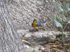 Basileuterus lachrymosus