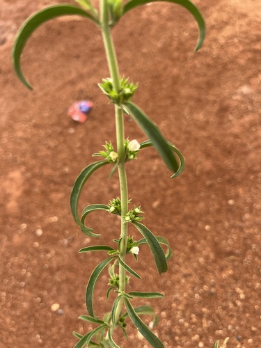 Image of White Lionspaw (Leucas capensis) by no rights reserved