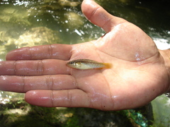 Profundulus punctatus