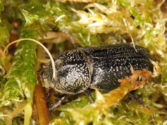 Sinodendron cylindricum