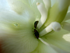 Caplothorax melanopterus