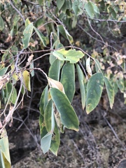 Grewia subspathulata