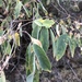 Grewia subspathulata - Photo (c) Troos van der Merwe, algunos derechos reservados (CC BY-NC), subido por Troos van der Merwe