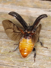 Sinodendron cylindricum