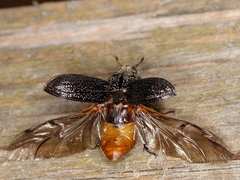 Sinodendron cylindricum
