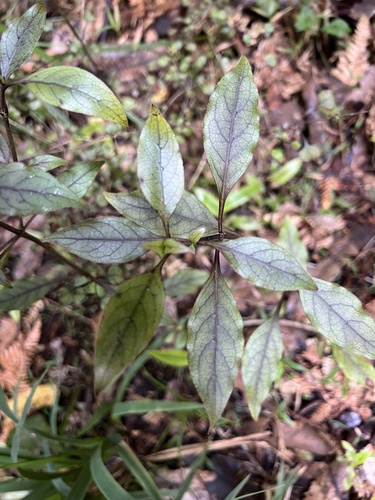 Image of Coprosma tenuifolia by (c) Hannah Rogers, some rights reserved (CC BY)