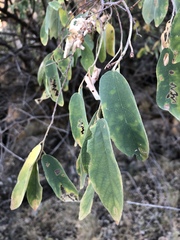 Grewia subspathulata