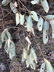 Grewia subspathulata