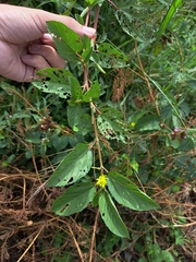 Corchorus olitorius, photograph (c) vrxz, some rights reserved (CC BY-SA)