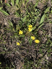 Ranunculus alismifolius