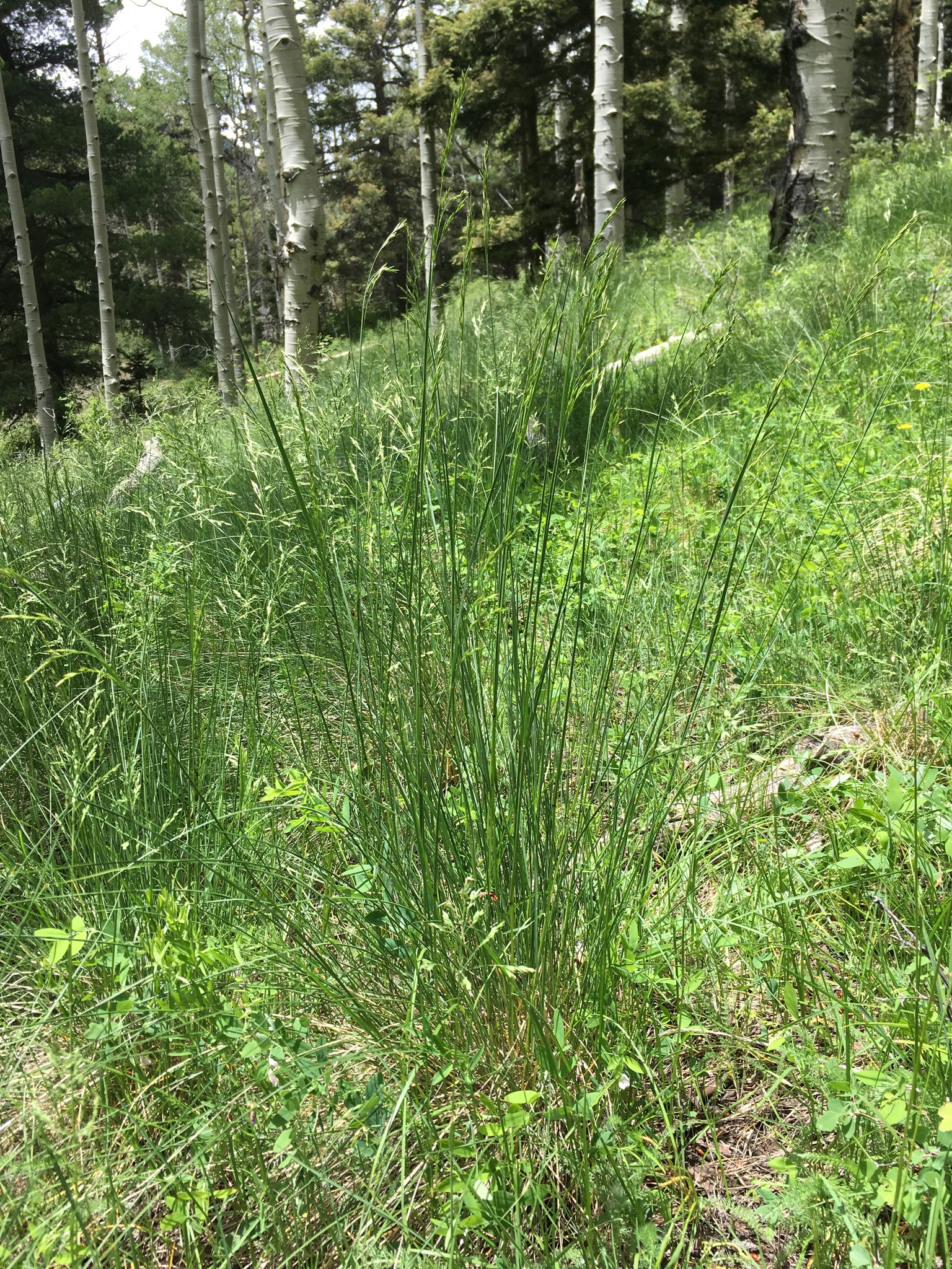 Festuca thurberi