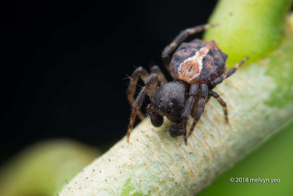 Chorizopesoides wulingensis