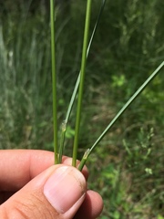Festuca thurberi