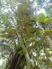 Miconia argentea