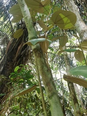 Miconia argentea