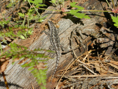 Lemos-Espinal's Spiny Lizard