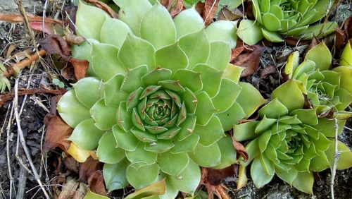 Image of Sempervivum marmoreum by no rights reserved