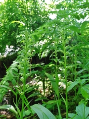 Platanthera flava herbiola