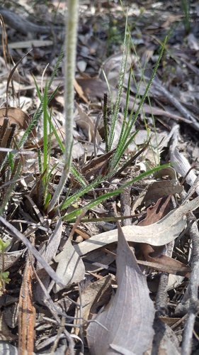 Image of Conostylis setosa by (c) O.Neate, some rights reserved (CC BY-SA)