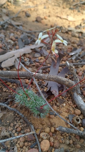 Stylidium bindoon (Stylidium bindoon)