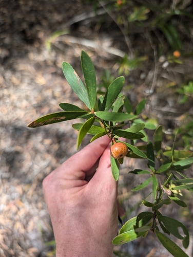Neofabricia myrtifolia observed 2024-09-29