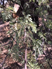 Vachellia grandicornuta